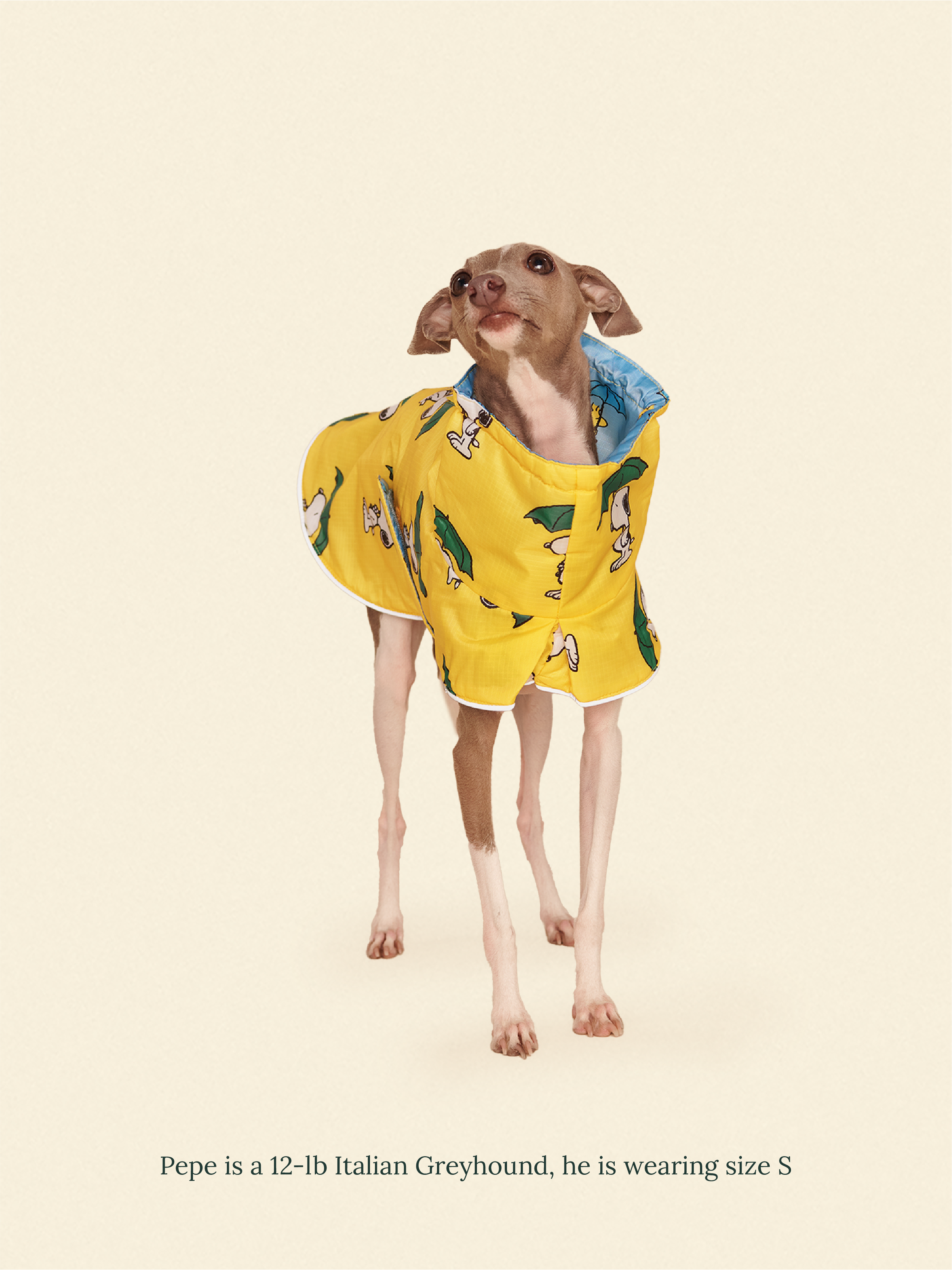 Snoopy and Woodstock Raincoat - Yellow / Blue